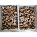 IQF Frozen Crumbed Mixed Mushroom Shiitake Oyster Mushroom Nameko